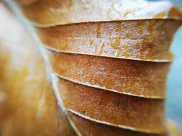 Kıvırcık izne yakın çekim, ormandaki makrofotoğrafçılık.