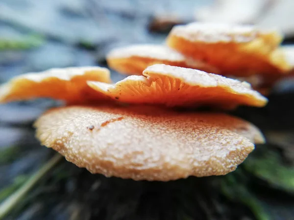 Zbliżenie Płaskich Grzybów Makrofotografia Lesie — Zdjęcie stockowe