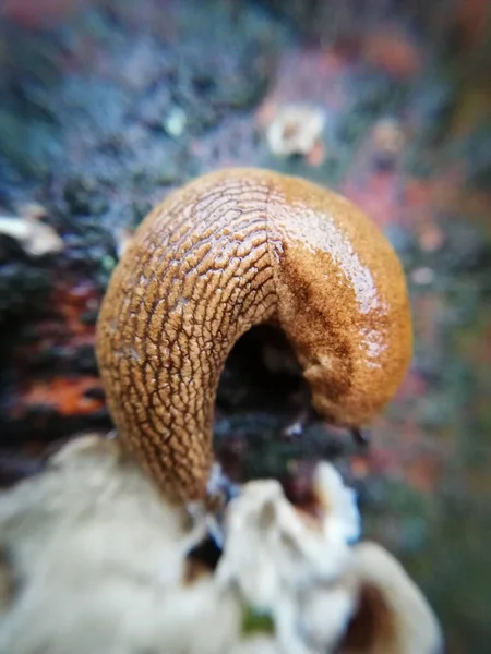 Μικροσκοπικός Γυμνοσάλιαγκας Κοντινό Πλάνο Μακροφωτογραφία Ενός Άγριου Ζώου Στο Δάσος — Φωτογραφία Αρχείου