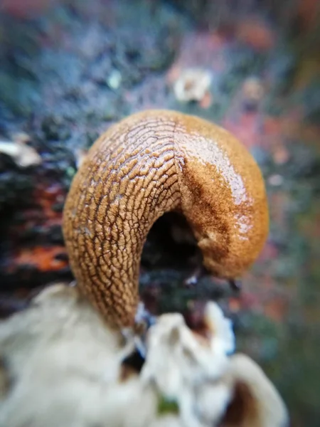 Petite Limace Gros Plan Macrophotographie Animal Sauvage Dans Forêt — Photo