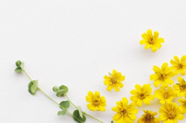 Çiçekler - beyaz arkaplanda desen.