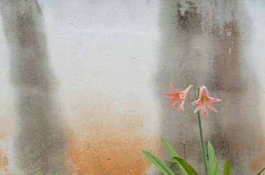 Desen arkaplanı - Hasarlı duvarda renk ve kalıp