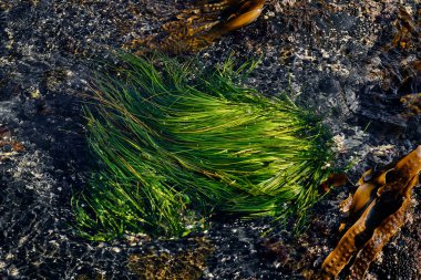 Yeşil yosunlar su altında, yukarıdan geliyor. Arkaplan ve yüzey dokusu.