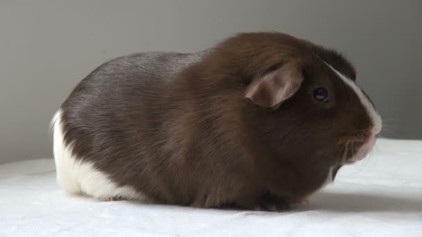 Cerdo de Guinea mascota sobre un fondo neutro — Vídeos de Stock