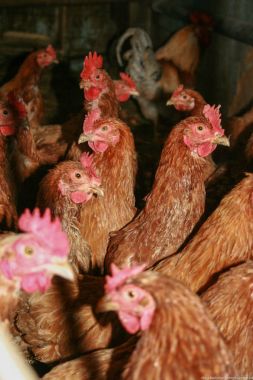 Rustik evinde Çiftliği Tavuk