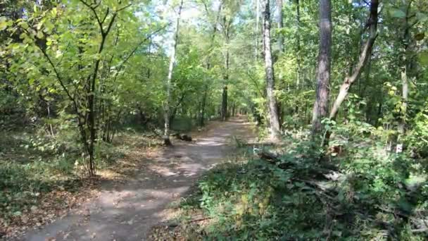 Parco della città in una giornata soleggiata all'inizio dell'autunno — Video Stock