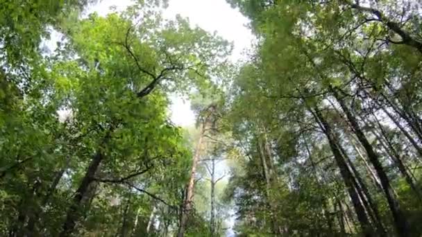 높은 나무에 주렁주렁 열매를 주시어. 이른 가을의 화창 한 날의 시립 공원 — 비디오