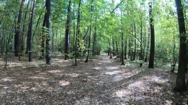 Şehir Parkı Sonbaharın başlarında güneşli bir günde — Stok video