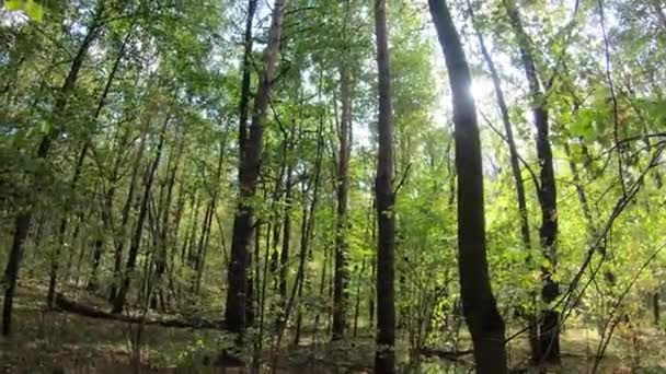 City Park op een zonnige dag in het begin van de herfst — Stockvideo