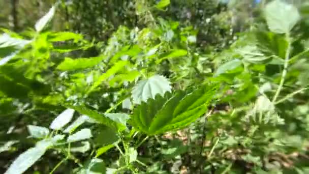 Nettle plant on a Sunny windy day — Stock Video