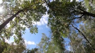 Şehir Parkı Sonbaharın başlarında güneşli bir günde