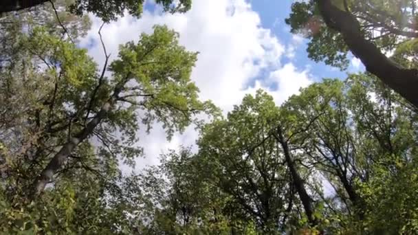 City Park em um dia ensolarado no início do outono — Vídeo de Stock