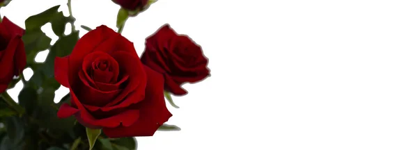 Πρότυπο Καρτ Ποστάλ Αντίγραφο Space Κόκκινα Τριαντάφυλλα Λευκό Φόντο Απομονωθεί — Φωτογραφία Αρχείου