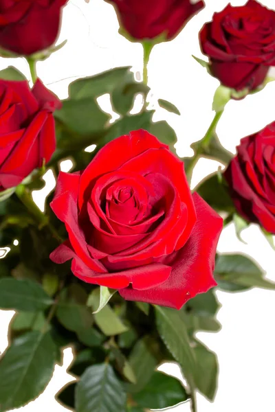 Rosas Vermelhas Close Fundo Branco Isolar — Fotografia de Stock