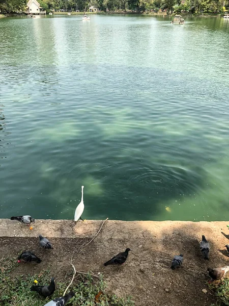 バンコク 2020年2月9日 観光客の目を通してタイのバンコクのダウンタウンにあるLumphini Park — ストック写真