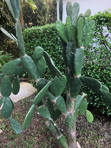 Tropical Cacti South East Asia Thailand Stock Photo