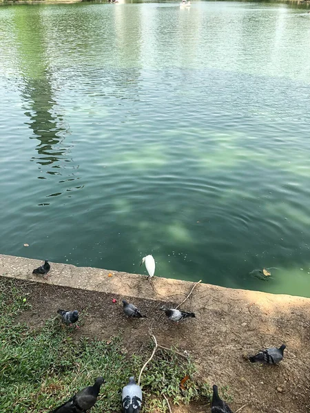 Bangkok Thailand Februar 2020 Lumphini Park Der Innenstadt Von Bangkok — Stockfoto