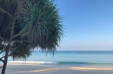 Tayland 'daki Phuket adasında sahil ve palmiye ağaçları