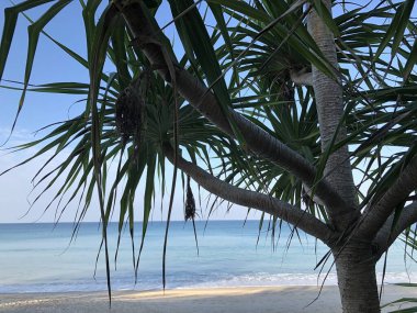 Tayland 'daki Phuket adasında sahil ve palmiye ağaçları