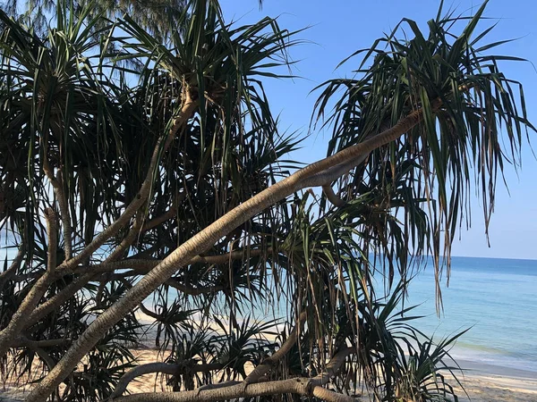 Tayland 'daki Phuket adasında sahil ve palmiye ağaçları