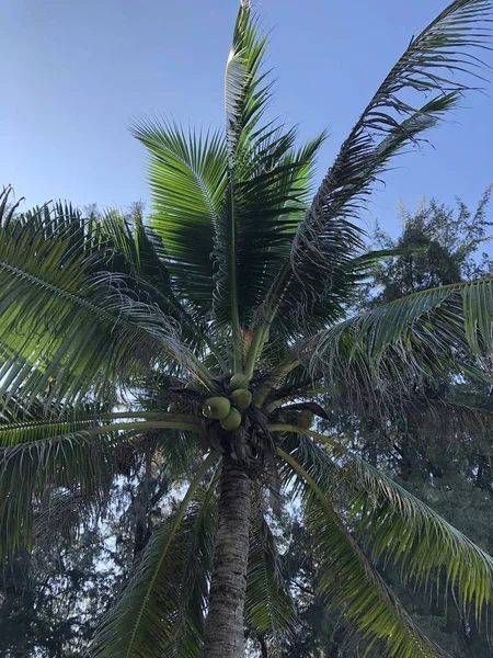 Tayland Daki Phuket Adasında Sahil Palmiye Ağaçları — Stok fotoğraf