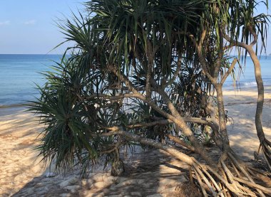 Tayland 'daki Phuket adasında sahil ve palmiye ağaçları