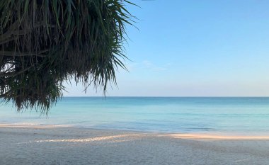 Tayland 'daki Phuket adasında sahil ve palmiye ağaçları