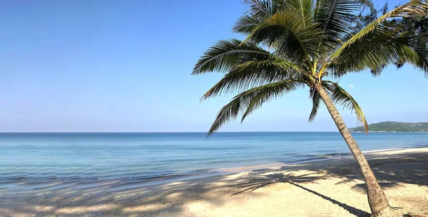 Beach Palm Trees Island Phuket Thailand — Stock Photo, Image