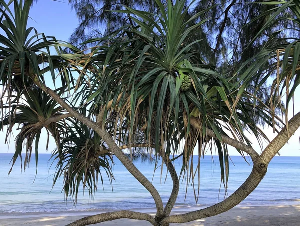 泰国普吉岛的海滩和棕榈树 — 图库照片