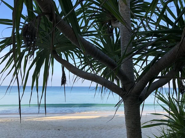 Beach Palm Trees Island Phuket Thailand — Stock Photo, Image