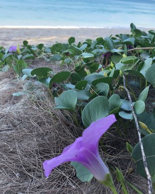 Bang Tao Sahili Tayland 'da okyanus kıyısında
