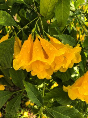 fotoğraf renkli tropikal çiçek Tayland 'da