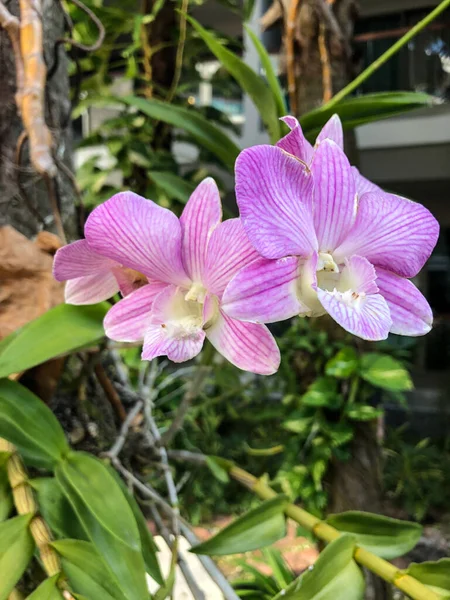 Foto Flor Tropical Colorido Tailândia — Fotografia de Stock