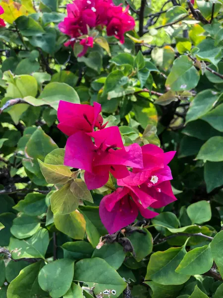Zdjęcie Kolorowy Kwiat Tropikalny Tajlandii — Zdjęcie stockowe