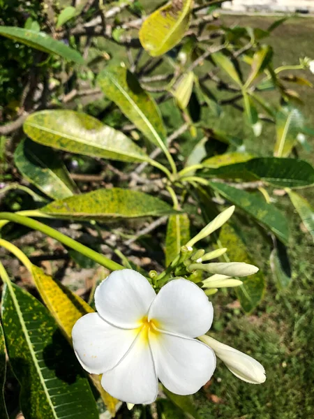 Photo Colored Tropical Flower Thailand — Stock Photo, Image