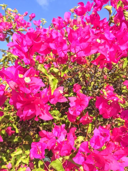 Foto Farvet Tropisk Blomst Thailand - Stock-foto