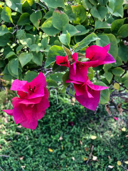 Foto Flor Tropical Colorido Tailândia — Fotografia de Stock