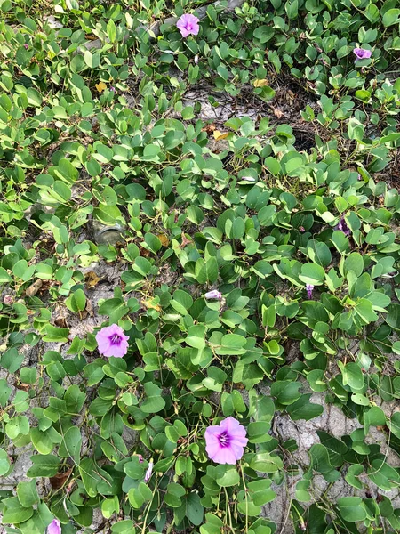 Foto Färgad Tropisk Blomma Thailand — Stockfoto