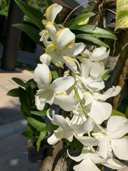 Foto Colorato Fiore Tropicale Thailandia — Foto Stock