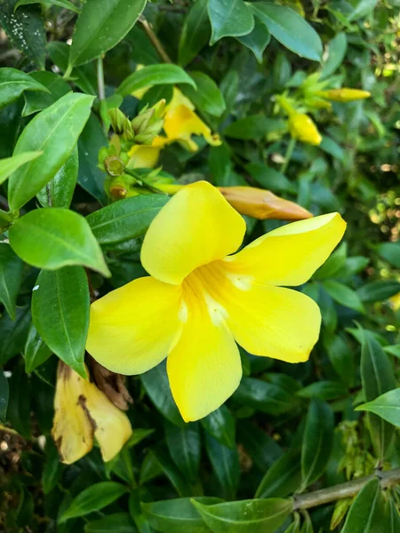 Foto Flor Tropical Colorido Tailândia — Fotografia de Stock