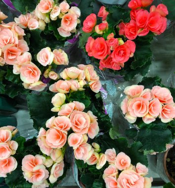 ev yapımı tropikal bitki ve çiçeklerin fotoğrafı