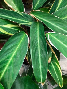 ev yapımı tropikal bitki ve çiçeklerin fotoğrafı