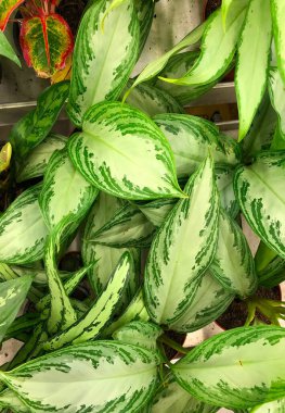 ev yapımı tropikal bitki ve çiçeklerin fotoğrafı