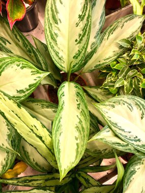 ev yapımı tropikal bitki ve çiçeklerin fotoğrafı