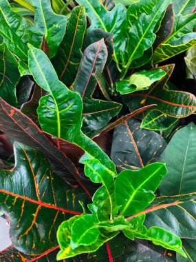 ev yapımı tropikal bitki ve çiçeklerin fotoğrafı