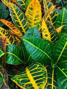 ev yapımı tropikal bitki ve çiçeklerin fotoğrafı