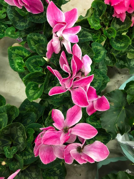 Fotografie Domů Tropické Rostliny Květiny — Stock fotografie