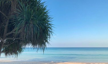 Tayland 'daki Phuket adasında sahil ve palmiye ağaçları