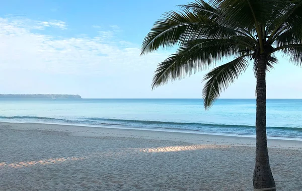 Beach Palm Trees Island Phuket Thailand — Stock Photo, Image