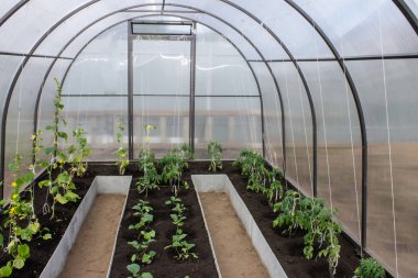 Sebzeli seralar - salatalık, domates, patlıcan baharı